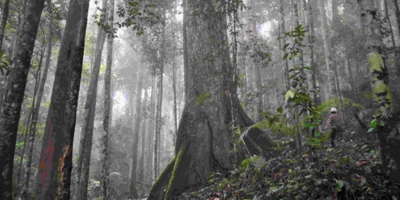 Kemenhut Tegaskan Tak Ada Izin Penebangan di Tapanuli Selatan