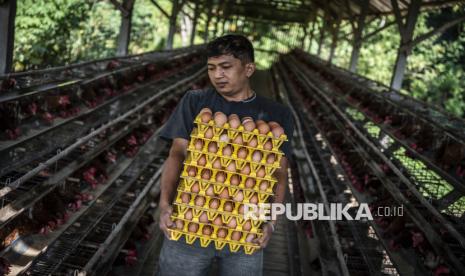 Kementan dan Industri Tunda Kenaikan Harga Pakan Ayam